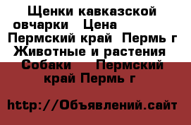 Щенки кавказской овчарки › Цена ­ 10 000 - Пермский край, Пермь г. Животные и растения » Собаки   . Пермский край,Пермь г.